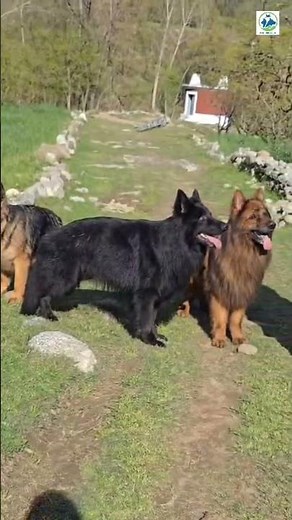 Dogs Black German Shepherd German Shepherd Dog Show Breeding Dogs #doglover #viralyoutubevideos