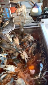 Little Seasoning bath!!! | Ronnie Adams from Swamp People