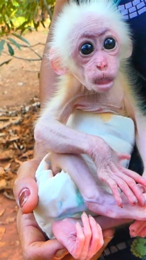 From Darkness to Light – Baby Monkey Lucy’s Recovery Story Will Inspire Tears and Smiles 💕 🍼 🐒 #AnimalRescue #Monkeyreels #BabyMonkeyLucy | Monkey TV168