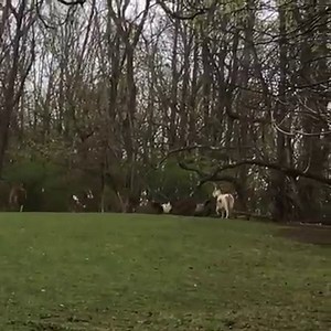 I thought it only fitting that our first 60 second video on IG should be one showing the sheer happiness our little herd of 9 donkeys and 2 mini horses have. They ran around like this for 15 minutes. What a joy to watch! | The Barnyard Sanctuary