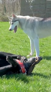 Le pouvoir de la communication canine avec une chienne spécialisée ! #chien #educationcanine #malinois #husky | La Méthode Gun