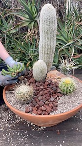 Let’s make a cactus arrangement 🌱 | Unique Succulent Designs