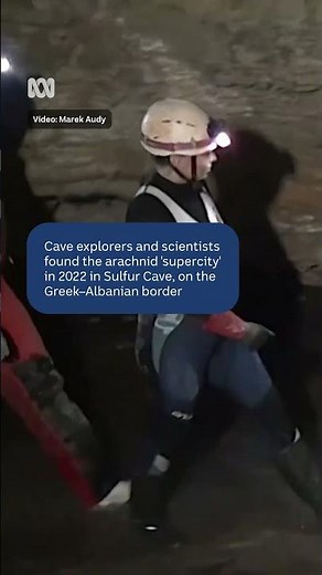 Scientists found a giant spider city in a cave | ABC NEWS