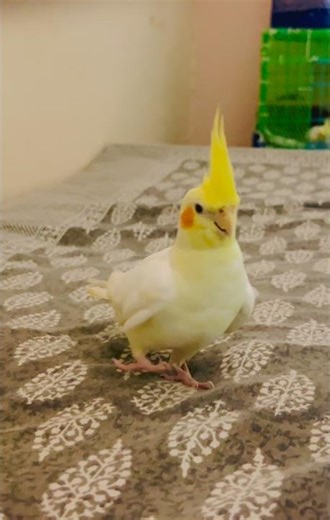 😎 Mango Parrot ki Royal Catwalk – Full Attitude Mode! #mangoparrot #CuteParrot #ParrotCatwalk