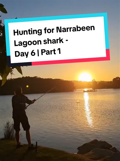 Catching Bronze Whaler Sharks in Narrabeen Lagoon