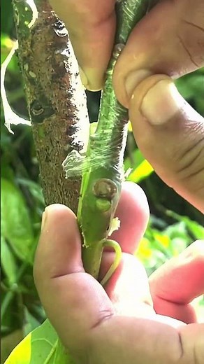 86 Best Grafting Techniques for Avocado Trees EP170