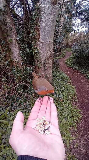handfeeding the robin#bird #wildlife #nature