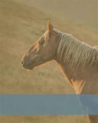 Meet Blizzard! The Bureau of Land Management captured this handsome sorrel stallion in 2015 with 235 other horses from the Wheeler Pass Herd Management Area in Southern Nevada. Blizzard once lived among about 400 wild horses Cold Creek, Nev. The horses often scavenged for food along the road, becoming habituated to tourists that fed them. During severe drought conditions in August 2015, the BLM removed over half of the horses from the range. The agency euthanized 28 because of very poor body con