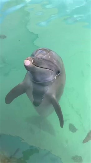 This Is How Dolphins Sleep Safely
