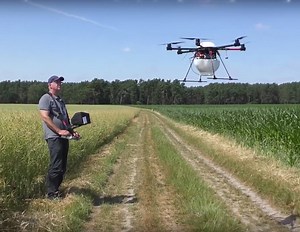 Maiszünsler: Das müssen Sie über Trichogramma-Schlupfwespen wissen