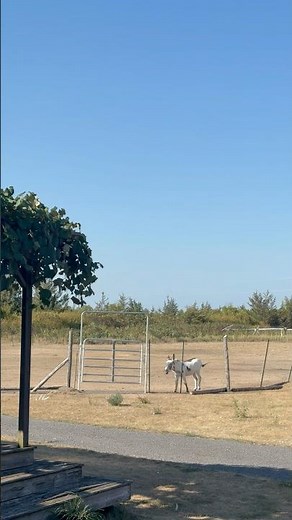 7 years of hee haw lessons