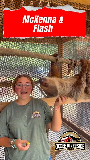 9.7K views · 165 reactions | One of our interns McKenna Ellison shares her favorite animal and some cool facts! #sloth #farm #zoo #chattanooga #zoolife #internlife | Ocoee Riverside Farm | Facebook