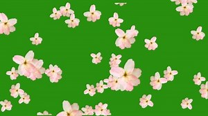 Flowers Falling On Green Screen Stock Footage Video (100% Royalty-free) 1070102896 | Shutterstock