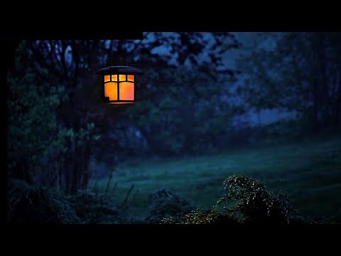 Frogs sounds - A chorus of many frogs singing together. 10 Hours