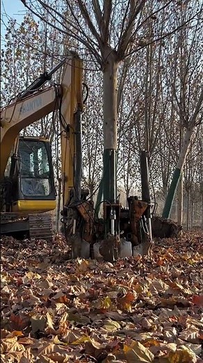 Still digging trees by hand? Look at this machine – all you need is an excavator to dig trees! 👍