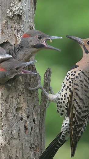 Feeding Young - Northern Flicker (Colaptes auratus) :: Animal Behavior