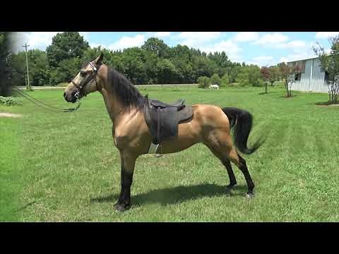 Buckskin 5 Gaited American Saddlebred - Jacob Parks Horsemansip