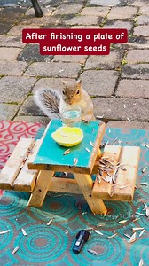 65K views · 2.1K reactions | A squirrel drinking water in a glass is truly amazing! #squirrel #squirrellover #backyardwildlife #cuteanimals | Kenzy’s Story | Facebook