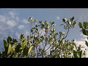 The International Day for the Conservation of the Mangrove Ecosystem 2025