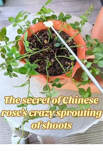The Secret to Chinese Rose Sprouting New Shoots