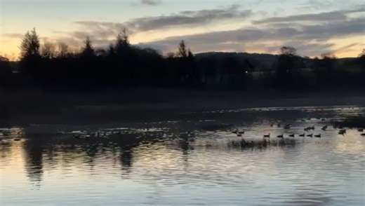 7.5K views · 205 reactions | Plenty of waterfowl roosting at RSPB Lochwinnoch Nature Reserve over night, including around 400 geese. Large numbers of Goldeneye were also seen from the boardwalk as was a Kingfisher and three Water Rails. Later in the day, a Long-tailed Duck was seen on Barr Loch Video courtesy of Rick Bolton. | RSPB Lochwinnoch Nature Reserve | Facebook