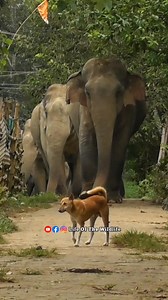 Brave Dogs Face Wild Elephants On The Road #wildlife #trending #lifeofthewildlife #elephant #wildelephants | Life Of The Wildlife