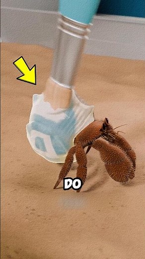 Why Pet Hermit Crabs Die So Fast🦀😨