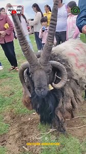 Meet the majestic 4 horn sheep 🐏 also known as Jacob sheep, named after the biblical reference to their unique set of horns. Originating from regions like Iran, these rare creatures possess not just one or two but four distinct horns. These stunning animals have been highly valued for their beautiful fleece and symbolic significance throughout history. With a strong connection to ancient folklore and traditions, they continue to captivate admirers with their distinctive appearance and fascinati