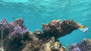 Threadfin butterflyfish in a gorgeous shallow reef, Okinawa, Japan.