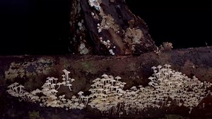 The Fungus Among Us - It's a Fungal Out There