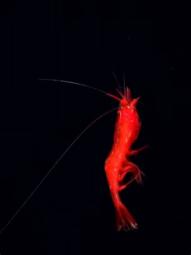 Shrimp from @Schmidt Ocean 🌊 dive 900 #livingbioreactors #MarineLife