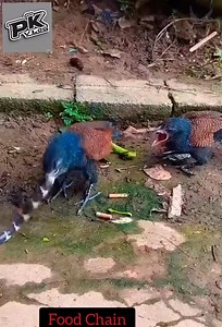 Important of Food chain in our ecosystem #foodchain #foodchain #food #foodies #business #kebab #indonesianbrand #franchise #kebabturki #peffer #thebestfranchise ... #hair @topfans Sanjay Attri प्रेम बहादुर Esther Thapa Binita Tamang Tamang Binita Bikram Lama Ram Magar Narendra Malla Hema Diyalle Angel Subba Areni John | PK vlog