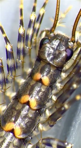 The most confusing bug in the world!