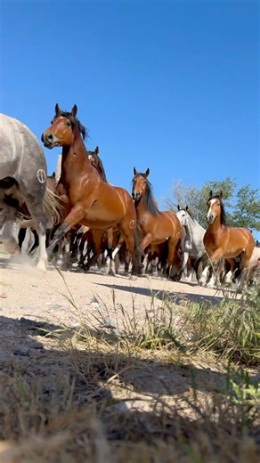 29K views · 556 reactions | We are thrilled to return to Parsons Stadium to celebrate the 80th annual PRCA Rodeo of the Ozarks !We hope you can join us and witness some awesome rodeo action. ️June 26-29, 2024 #rodeooftheozarks #parsonsstadium #springdale #rodeo #summer #family #80years #cervichampionship | Cervi Championship Rodeo | Facebook