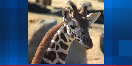 The Montgomery Zoo announces debut of giraffe calf