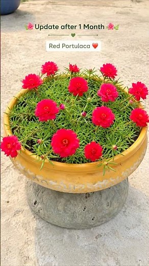 How to grow red portulaca cutting #divinegarden98 #portulaca #gardenhacks