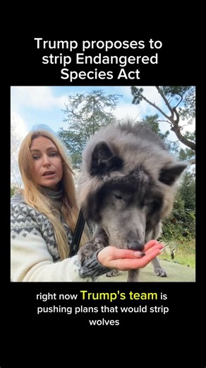 Anneka Svenska on Instagram: "The Donald Trump administration has proposed four new rules that would roll back many protections under the ESA. Sources are from The US Fish and Wildlife Services and other federal agencies (read below)⬇️ Key changes include: 1. Eliminating the so-called “blanket rule” that automatically extended endangered‐level protections to species classified as threatened 2. Changing how “critical habitat” is designated—narrowing the definition so that habitats not currently o