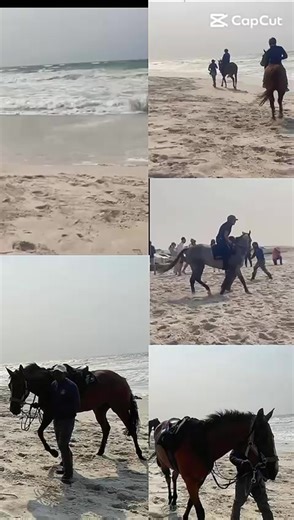 Horses Enjoy Ocean Spa in Muizenberg Before King’s Plate