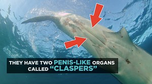 Shark sex. Here are the answers to every question you've never asked. | Shark Week