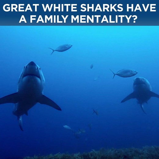 You've heard of a wolf pack. What about a 'shark pack'? 😦 Isle of Jaws: Blood Brothers - Sunday at 8pm. 🦈🦈 | Discovery Channel UK