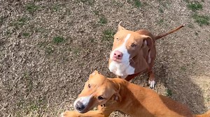 Jovie-Female and Spruce-male are both tan colored pit mixes. They are about 6/7 months old and have been at the shelter since mid December. They are great with other dogs and have been patiently waiting for a family to give them love and attention. Come meet these babies tomorrow. We’re open 10:30-1:30. *pics in comment section | Decatur Animal Services