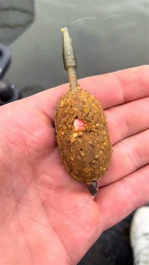 Takie tam nad wodą #fishing #carpfishing #guru #viral #wędkarstwo #methodfeeder