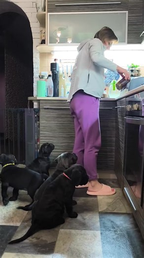 Cane Corso: Guardiani e Compagni Ideali