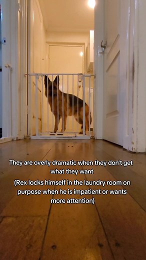 German Shepherd Life: Clingy Girlfriends 😂