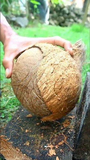 Technique for removing a round coconut from its shell