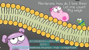 16.Inside the Cell M|细胞膜的各个部分