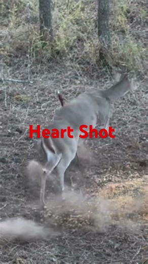 Oneida Phoenix Bow kill