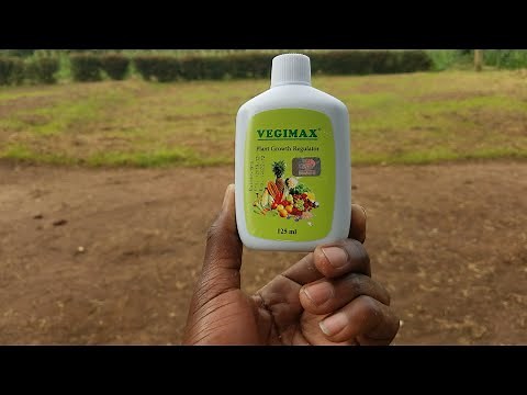 How to control TOMATO PESTS AND Diseases