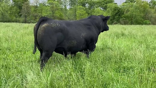 LD Capitalist 316, it sure was a blast to have him home the summer. Call us bias, but he’s still our favorite. He turned 7 in January and looks amazing. Can’t get enough of a good thing so we’re staying the coarse. It’s easy to see how he’s a leader for Angus registrations. Semen is available @ Beef-360, Bull Barn, Cattle Visions, & ABS Australia. #musgraveangus #angusthatthrive #beef360 #angusaustralia #absaustralia | Musgrave Angus