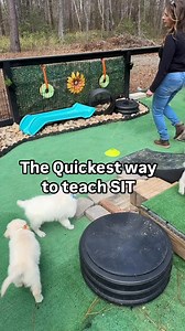 122K views · 449 reactions | ➡️Here’s a way to teach your puppy to...